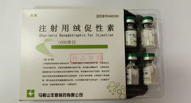 Gonadotropina corionica per l'iniezione, HCG, polvere bianca, norma di USP